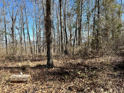 Recreational Hunting Land Lake Eufaula-Abbeville Alabama - image 27