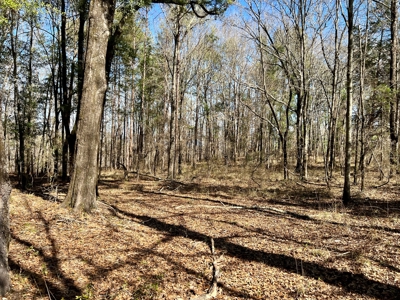 Recreational Hunting Land Lake Eufaula-Abbeville Alabama - image 25