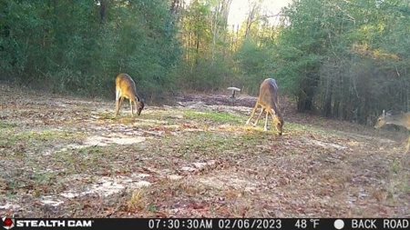 Recreational Hunting Land Lake Eufaula-Abbeville Alabama - image 18