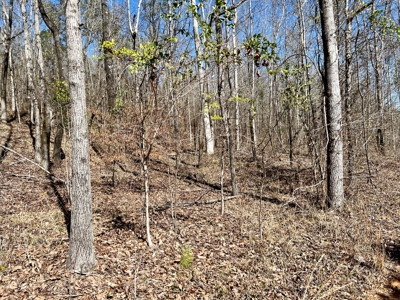 Recreational Hunting Land Lake Eufaula-Abbeville Alabama - image 9