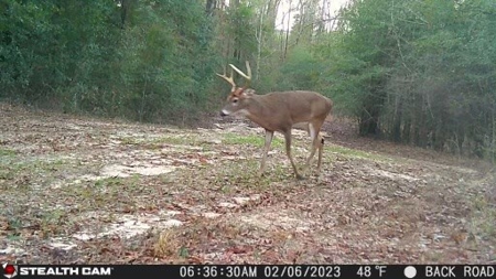 Recreational Hunting Land Lake Eufaula-Abbeville Alabama - image 17