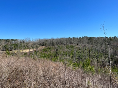 Recreational Hunting Land Lake Eufaula-Abbeville Alabama - image 10