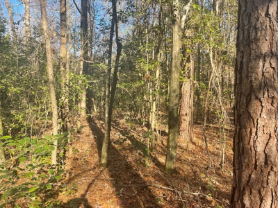 Hunting Property Grant County Arkansas - image 10