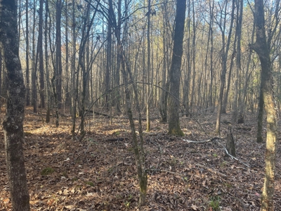 Hunting Property Grant County Arkansas - image 19