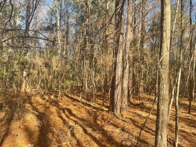 Hunting Property Grant County Arkansas - image 11