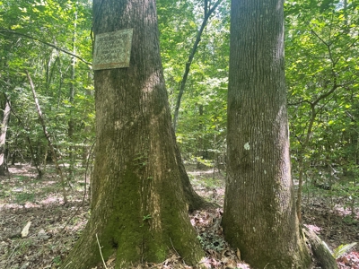 Hunting Property Grant County Arkansas - image 39
