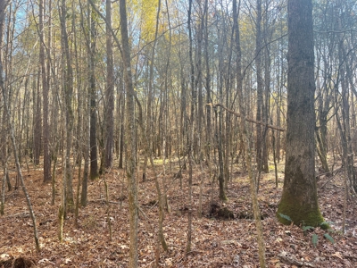 Hunting Property Grant County Arkansas - image 15