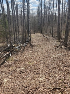 Riverfront Land Acreage For Sale Near Big Falls Northern MN - image 8
