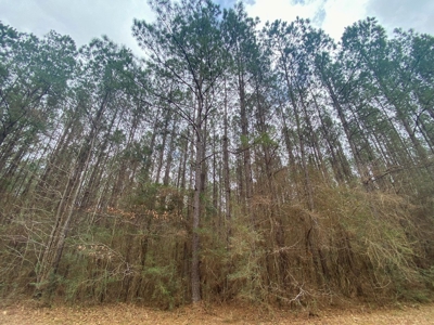 48 Acres Land for Sale with Timber and Pond Southwest MS - image 14