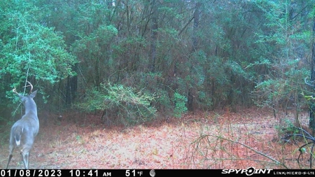 48 Acres Land for Sale with Timber and Pond Southwest MS - image 2