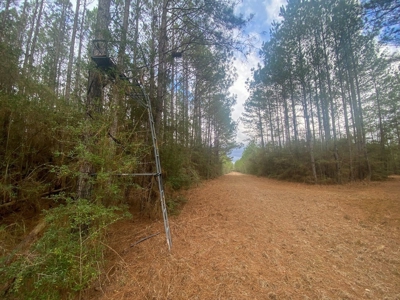48 Acres Land for Sale with Timber and Pond Southwest MS - image 28
