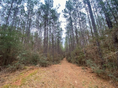 48 Acres Land for Sale with Timber and Pond Southwest MS - image 22