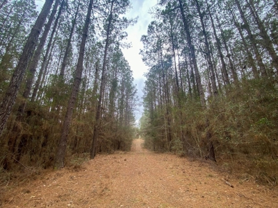 48 Acres Land for Sale with Timber and Pond Southwest MS - image 19