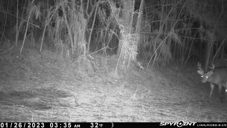 48 Acres Land for Sale with Timber and Pond Southwest MS - image 1