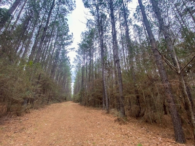 48 Acres Land for Sale with Timber and Pond Southwest MS - image 21