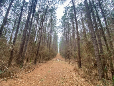 48 Acres Land for Sale with Timber and Pond Southwest MS - image 17