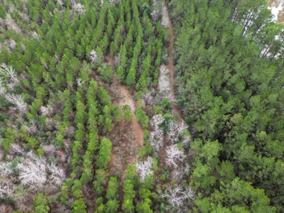 48 Acres Land for Sale with Timber and Pond Southwest MS - image 9