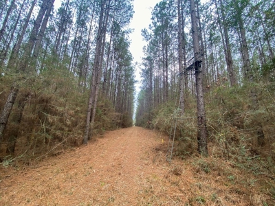 48 Acres Land for Sale with Timber and Pond Southwest MS - image 18
