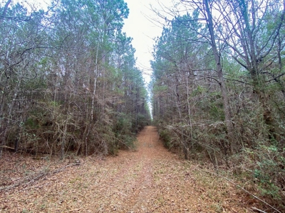 48 Acres Land for Sale with Timber and Pond Southwest MS - image 20