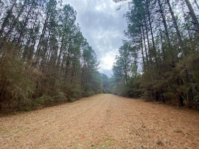 48 Acres Land for Sale with Timber and Pond Southwest MS - image 13