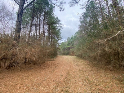 48 Acres Land for Sale with Timber and Pond Southwest MS - image 10