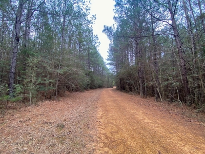 48 Acres Land for Sale with Timber and Pond Southwest MS - image 15