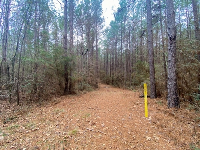 48 Acres Land for Sale with Timber and Pond Southwest MS - image 16
