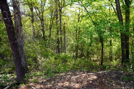 Recreational Hunting Property Near Bell Cow Lake For Sale - image 17