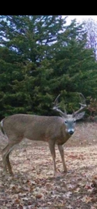 Recreational Hunting Property Near Bell Cow Lake For Sale - image 3