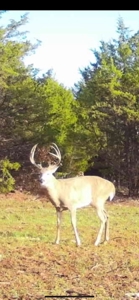 Recreational Hunting Property Near Bell Cow Lake For Sale - image 2