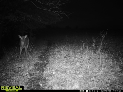 Madison County, Iowa Recreational – Hunting Land for Sale - image 33