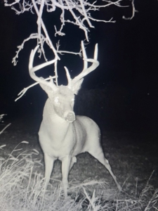 Madison County, Iowa Recreational – Hunting Land for Sale - image 39