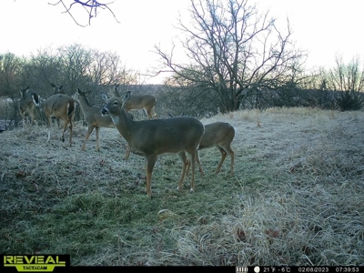 Madison County, Iowa Recreational – Hunting Land for Sale - image 28