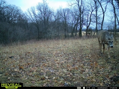 Madison County, Iowa Recreational – Hunting Land for Sale - image 24