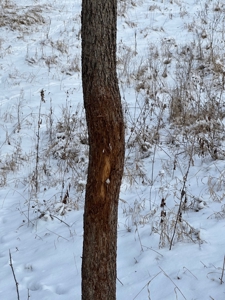 Madison County, Iowa Recreational – Hunting Land for Sale - image 13