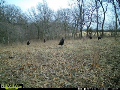 Madison County, Iowa Recreational – Hunting Land for Sale - image 23
