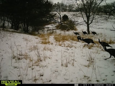 Madison County, Iowa Recreational – Hunting Land for Sale - image 16