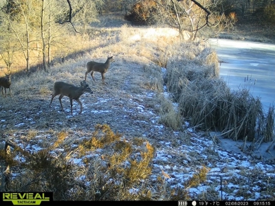 Madison County, Iowa Recreational – Hunting Land for Sale - image 31