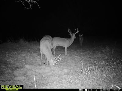 Madison County, Iowa Recreational – Hunting Land for Sale - image 25