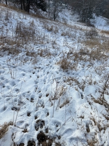 Madison County, Iowa Recreational – Hunting Land for Sale - image 11