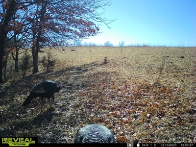 Madison County, Iowa Recreational – Hunting Land for Sale - image 32
