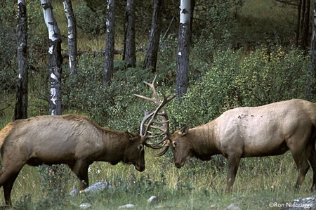 Colorado Mountain Resort - image 34