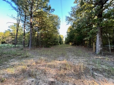 East Texas Recreational Timberland For Sale - image 6