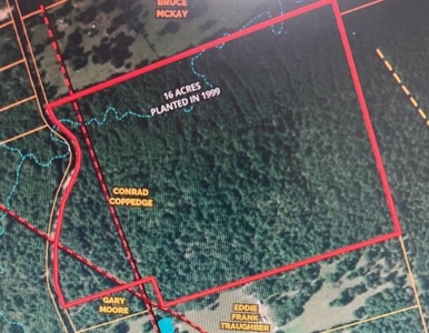 East Texas Recreational Timberland For Sale - image 1