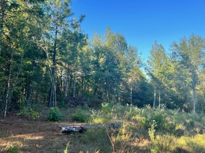 East Texas Recreational Timberland For Sale - image 5