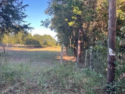 East Texas Recreational Timberland For Sale - image 9