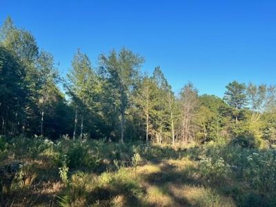East Texas Recreational Timberland For Sale - image 3