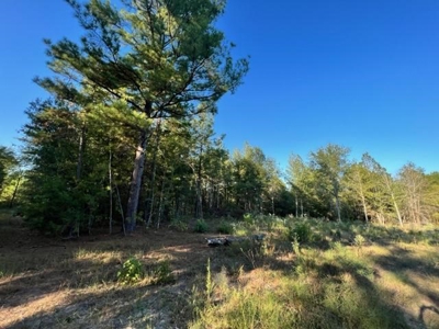 East Texas Recreational Timberland For Sale - image 4