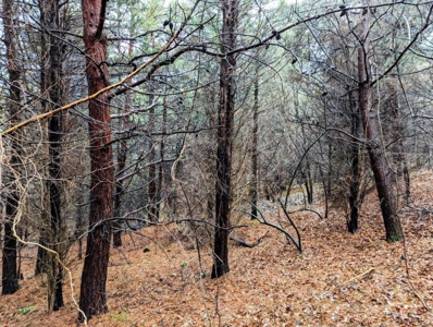 ** PENDING ** Land Adjoining National Forest for Sale - image 34