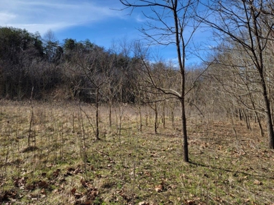 ** PENDING ** Land Adjoining National Forest for Sale - image 2